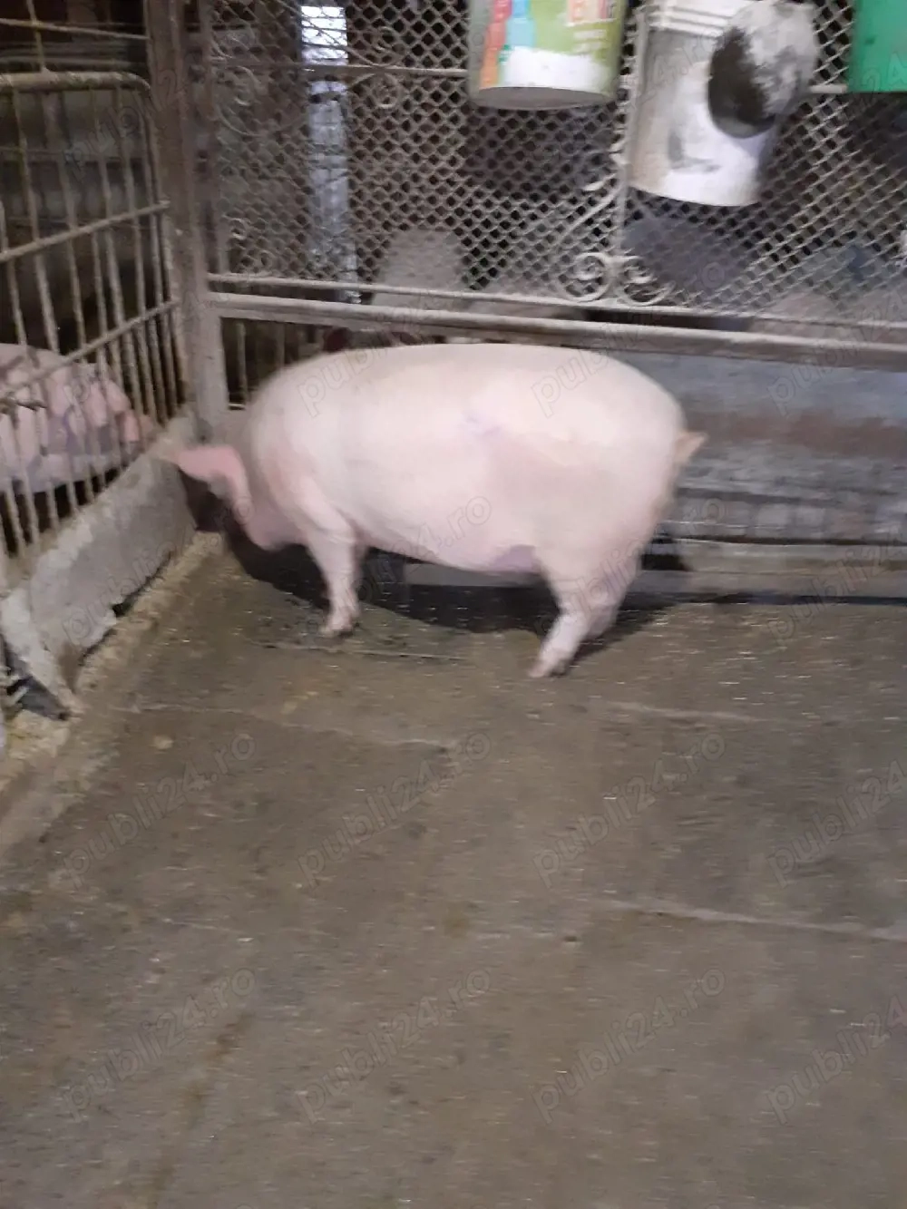 Porc mascul 110 kilograme 