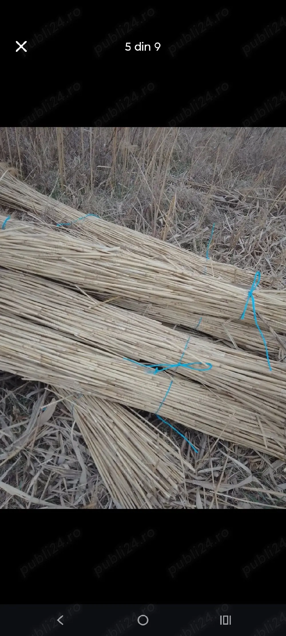 ftuf si papura de vanzare