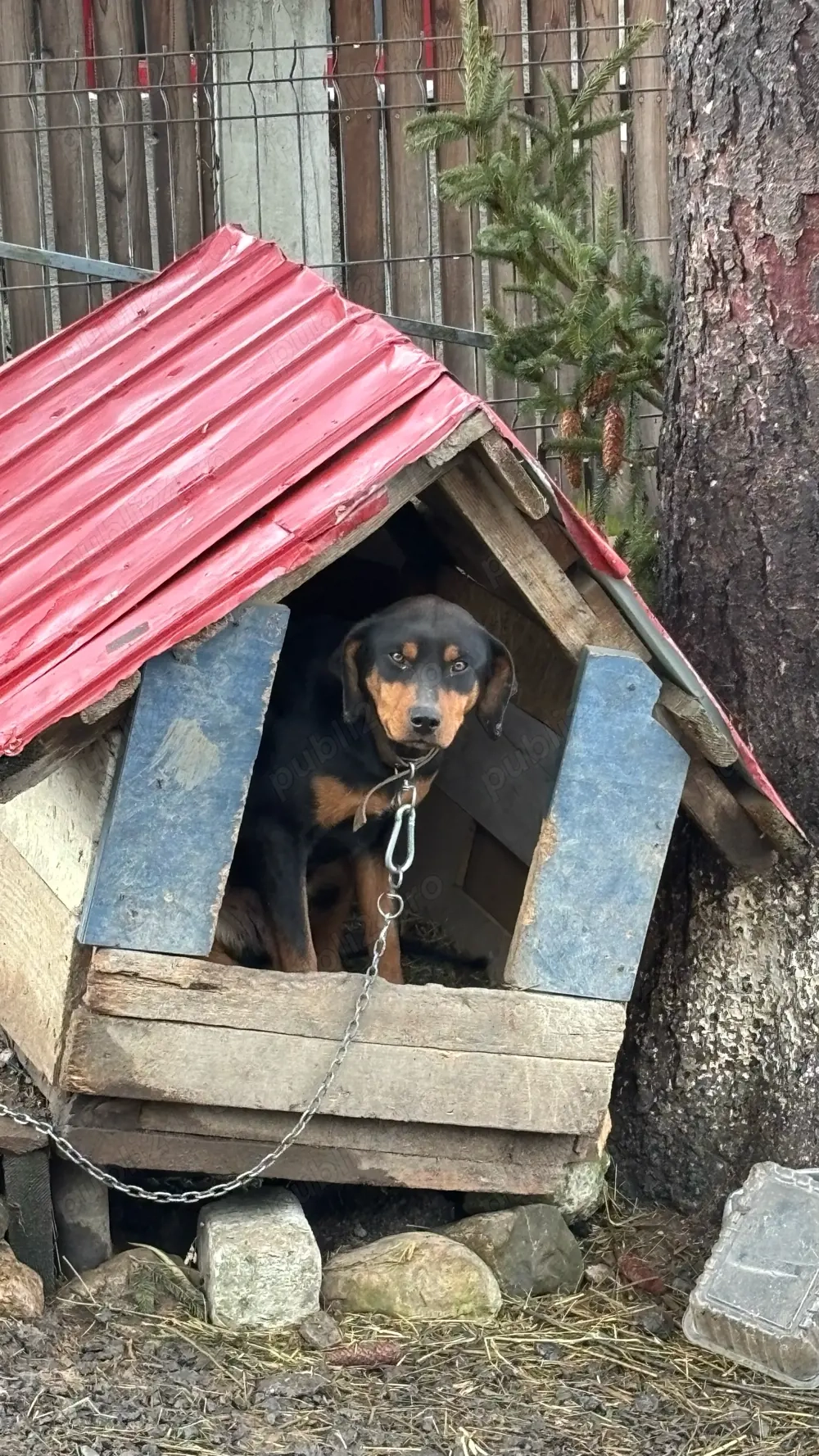 Cățea copoi ardelenesc spre adopție GRATIS