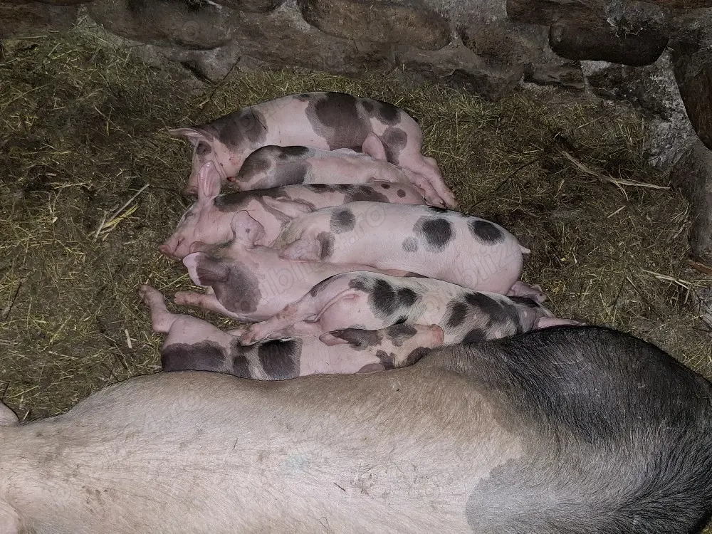 Vând scroafă la prima fătare, cu 7 purcei de 5 săptămâni de rasă petreană    