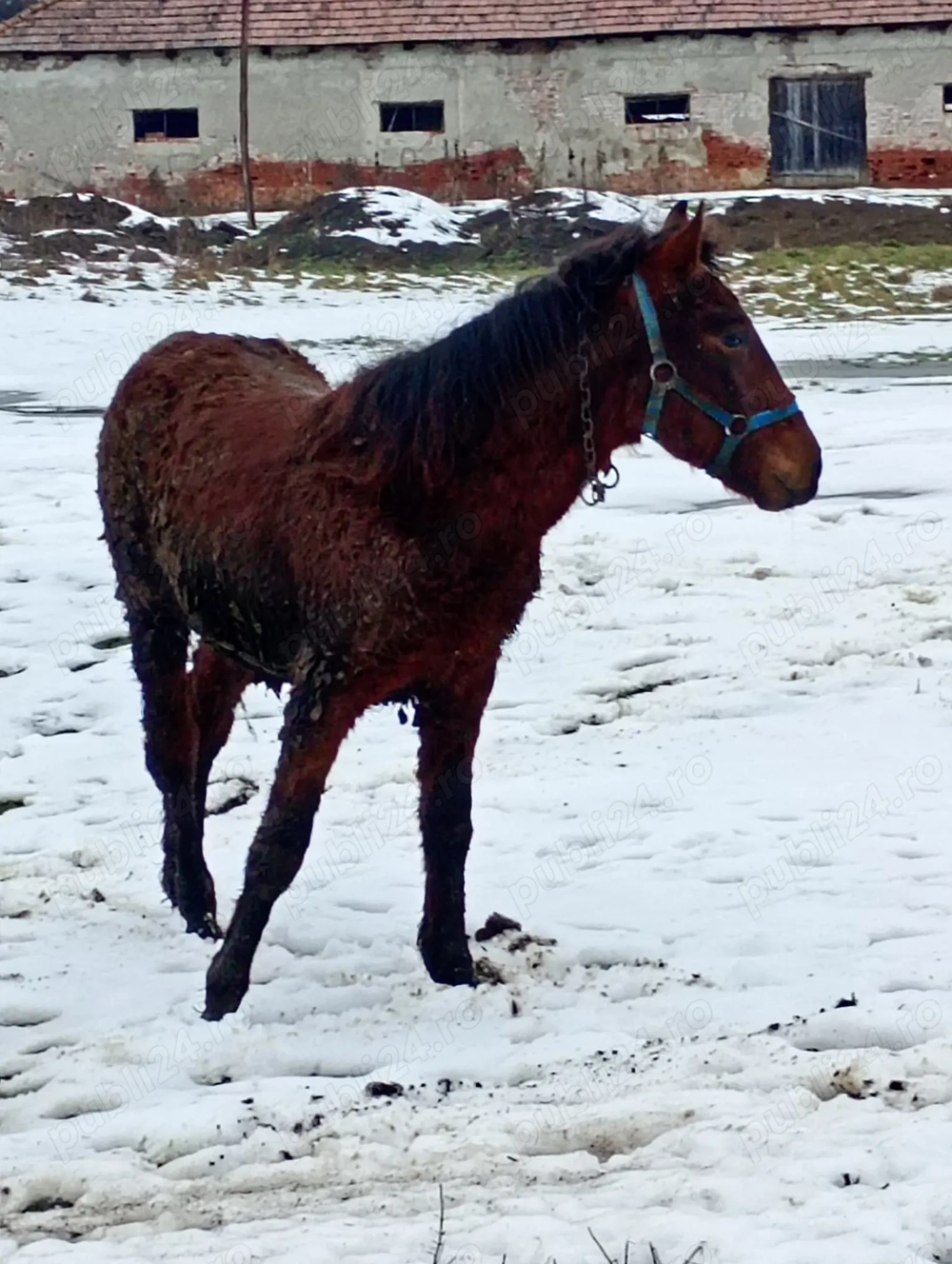  Schimb Mînz de 10 luni 