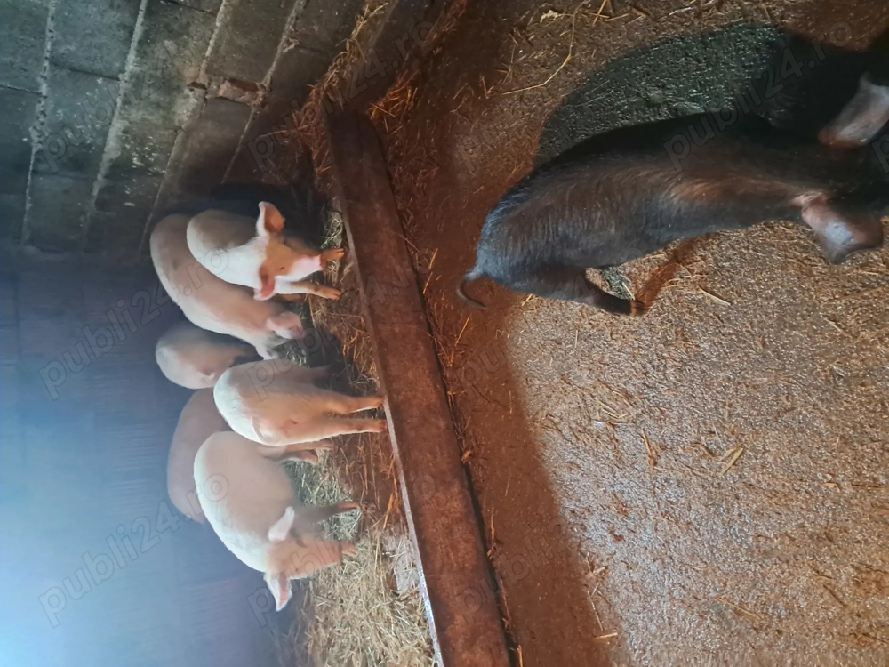 Vand purcei 15 săptămâni  