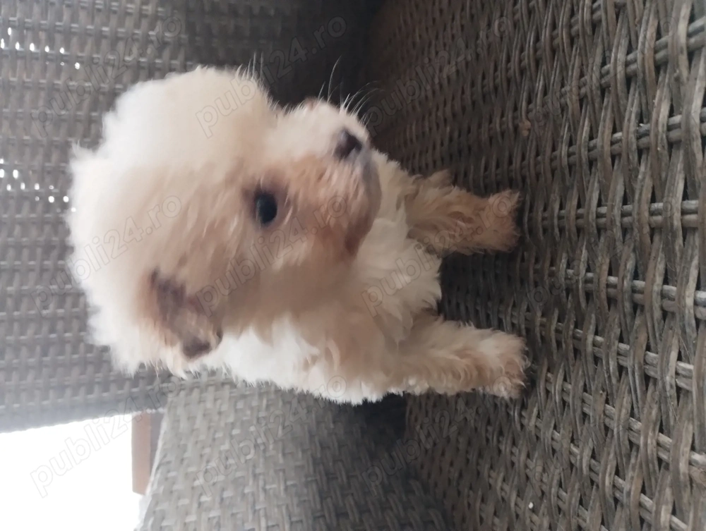 fetita bichon maltez