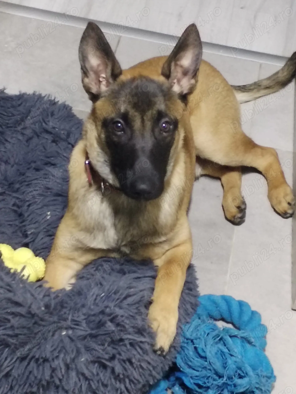 Donez cățel ciobănesc belgian 