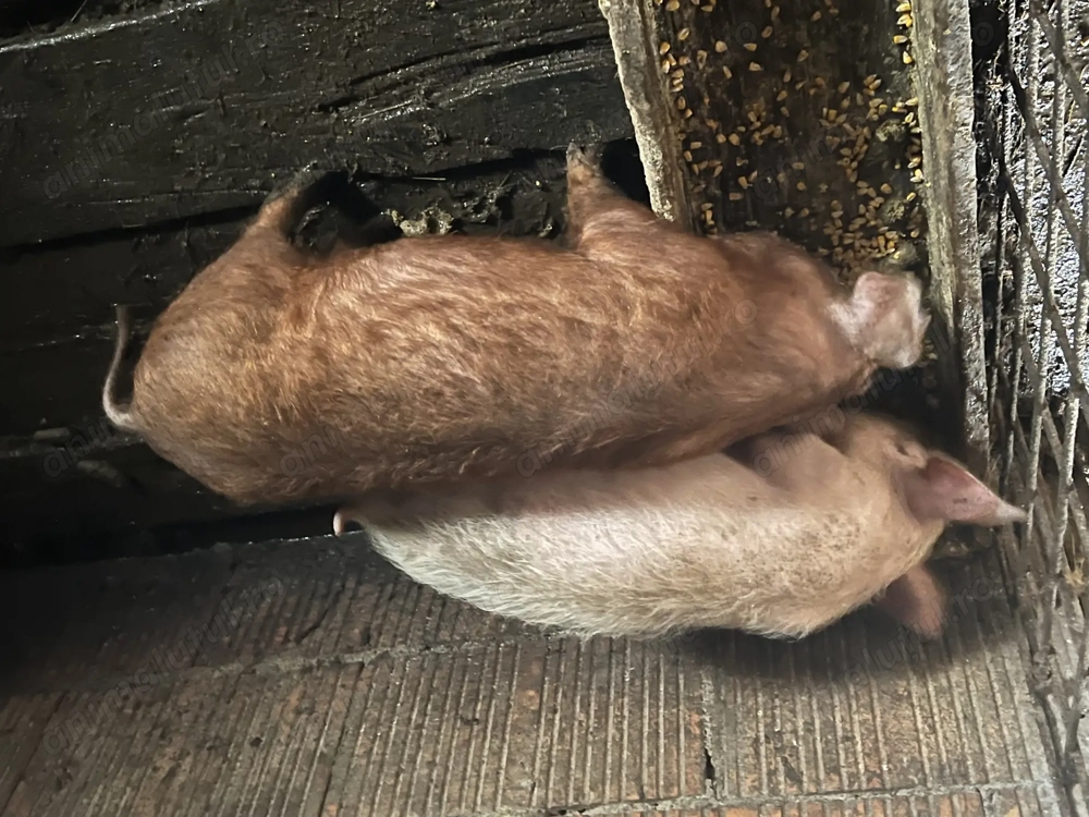 Vând 2 purcei de 12 săptămâni 