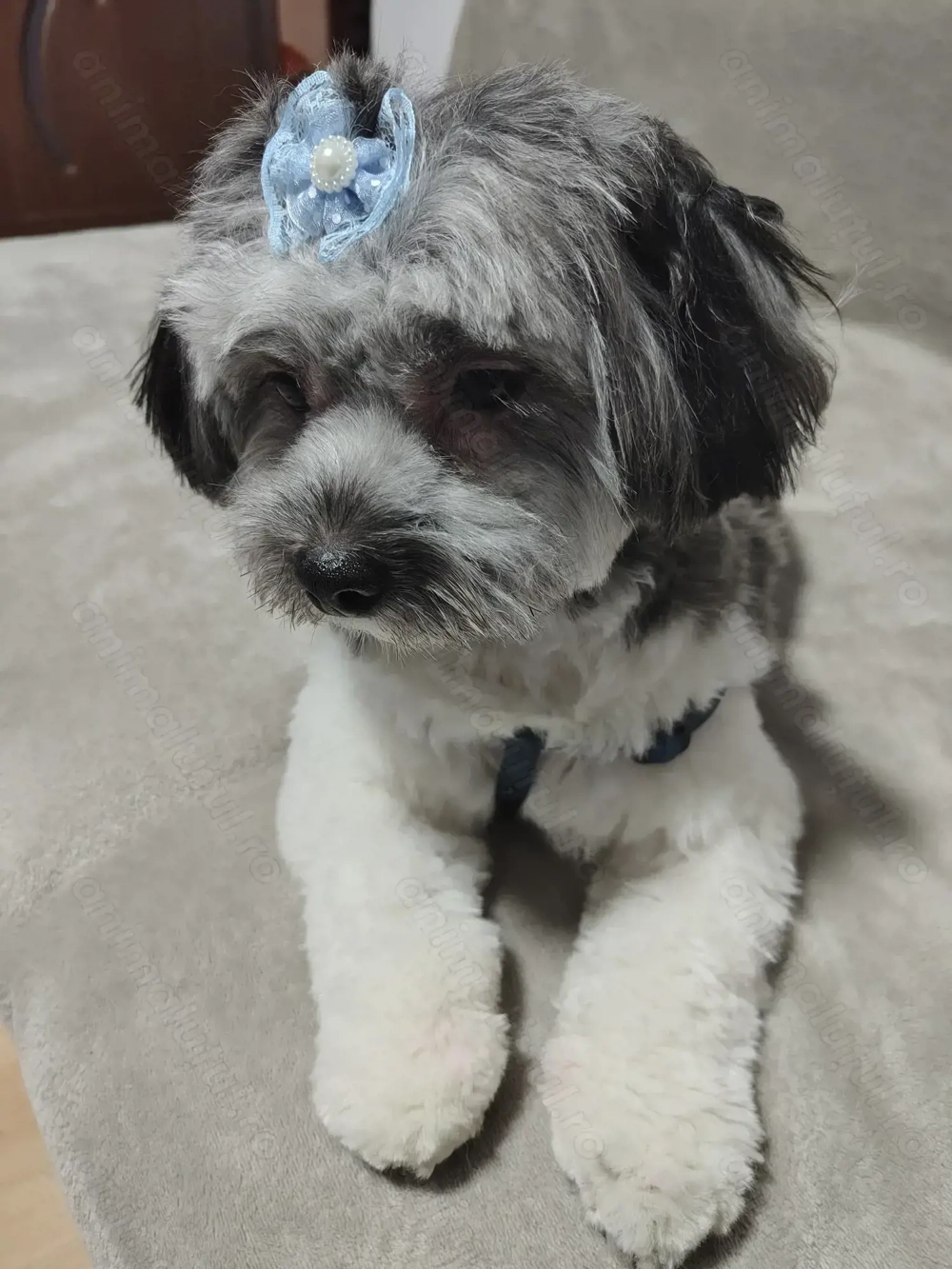 Donez,cățeluș shitzu