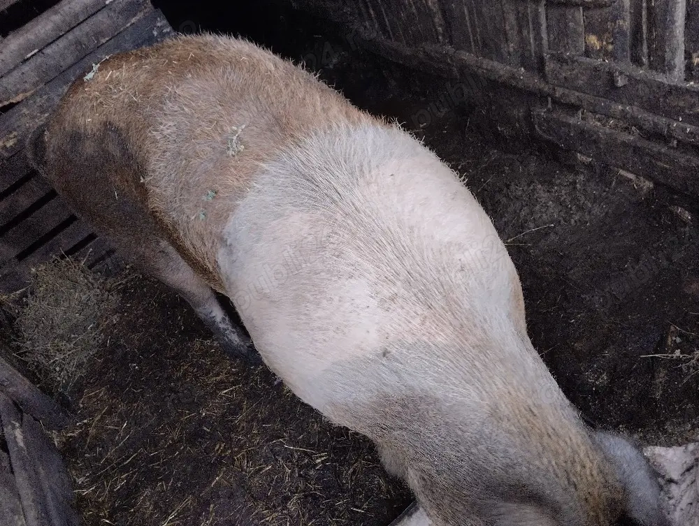 Vând scroafă Duroc 300 kg, Sat Rași.