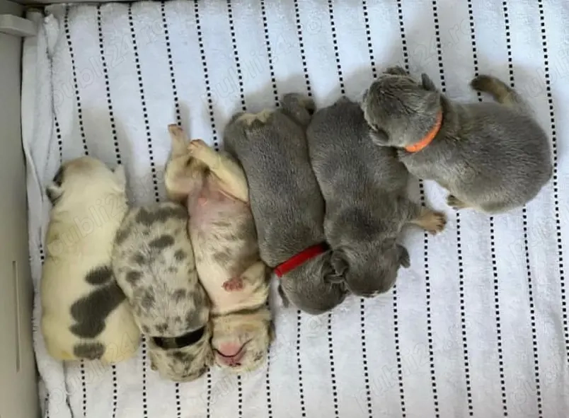 Pui de bulldog francez