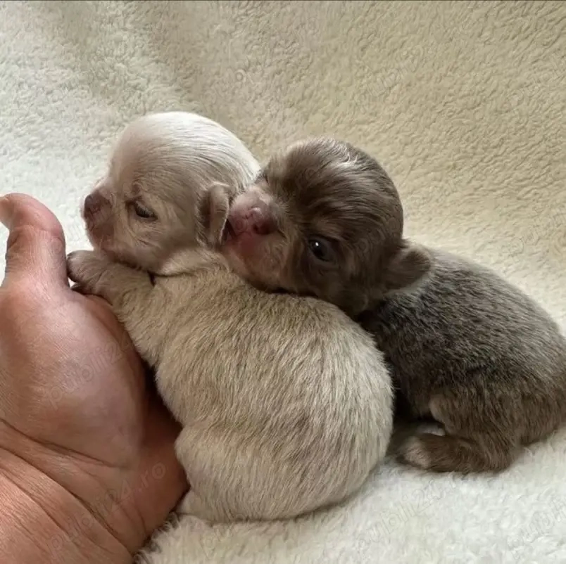 Pui de Chihuahua sănătoși disponibili