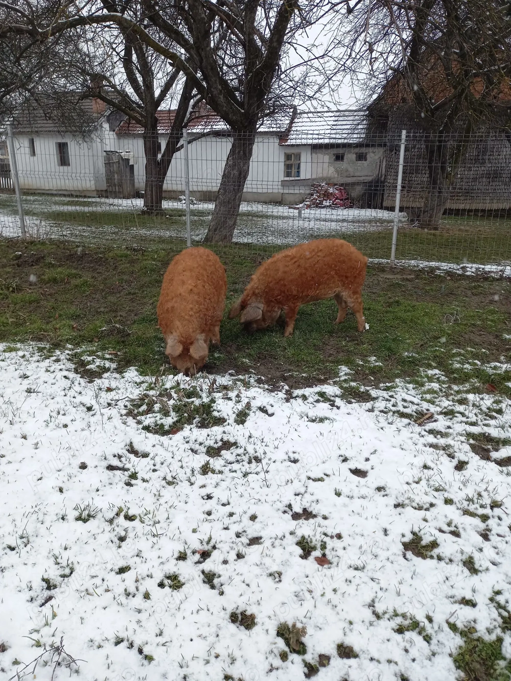 Vând două scrofițe, rasa mangalița original