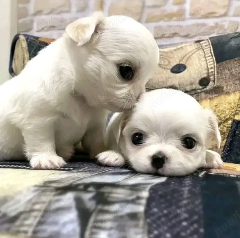 Pui de Chihuahua disponibili