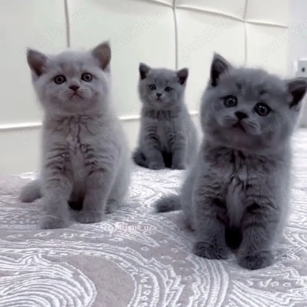 British shorthair băieței și fetițe