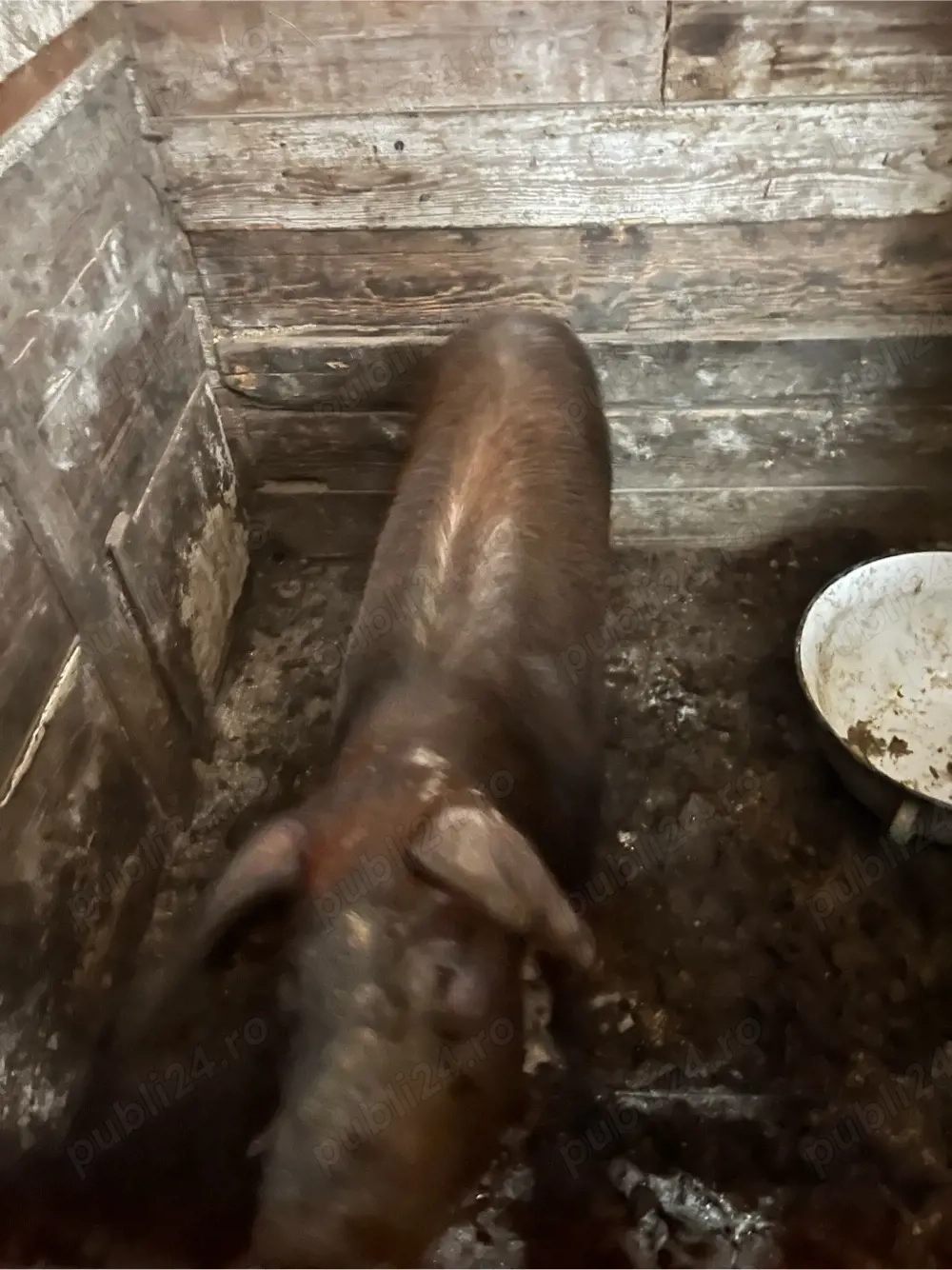 vand scroafa cu 7 purcei 