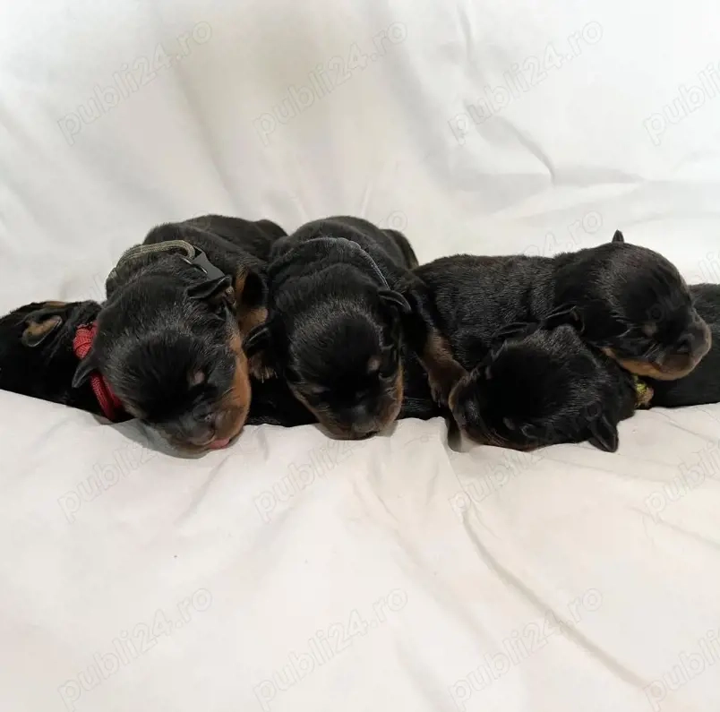 Pui de rottweiler sănătoși