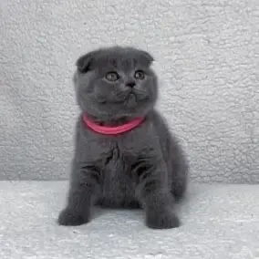 Scottish fold pui superbi 