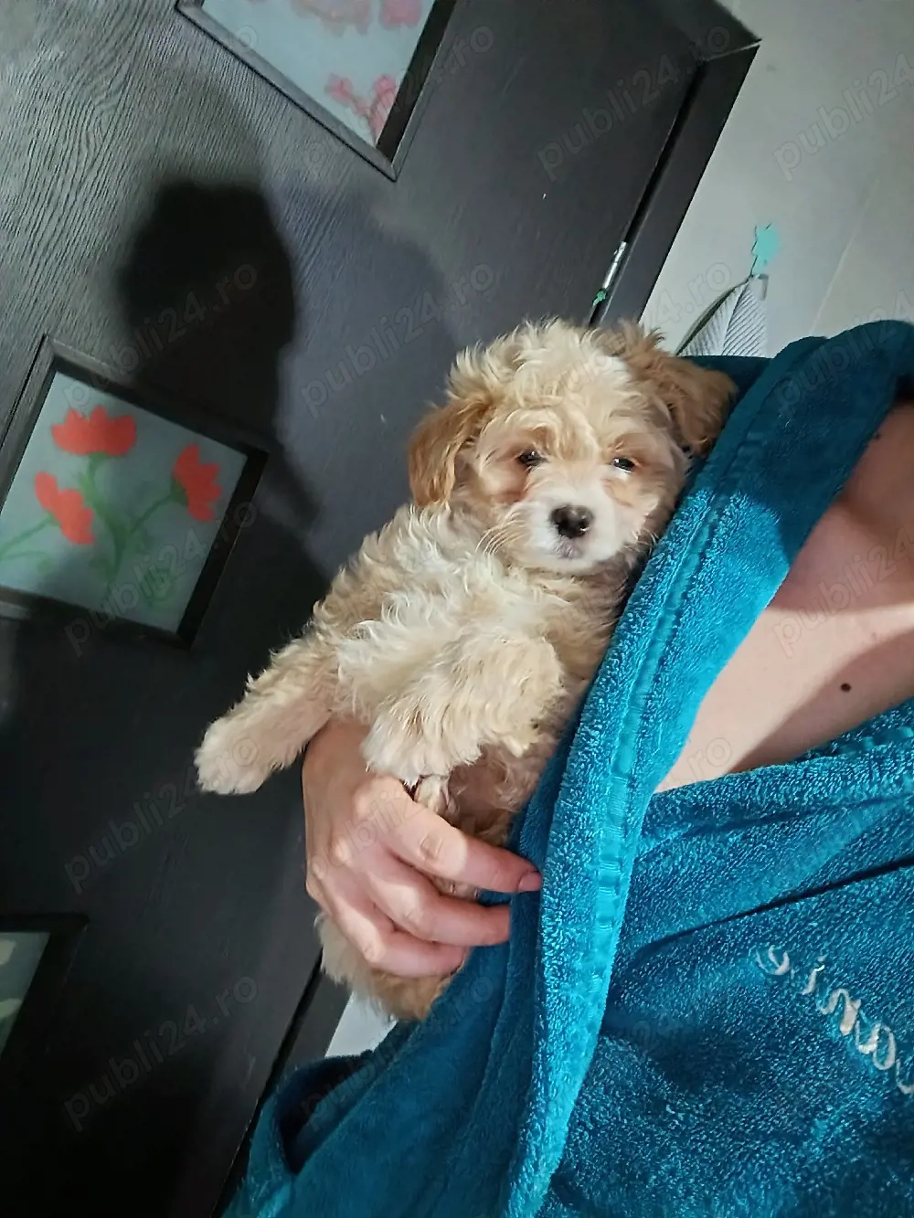 Baietel Bichon talie mica