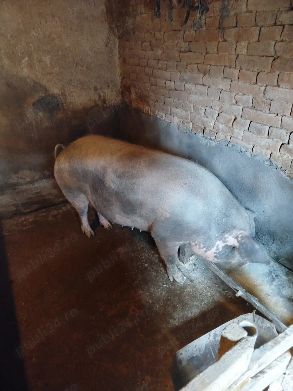 vind scroafe de tăiat 