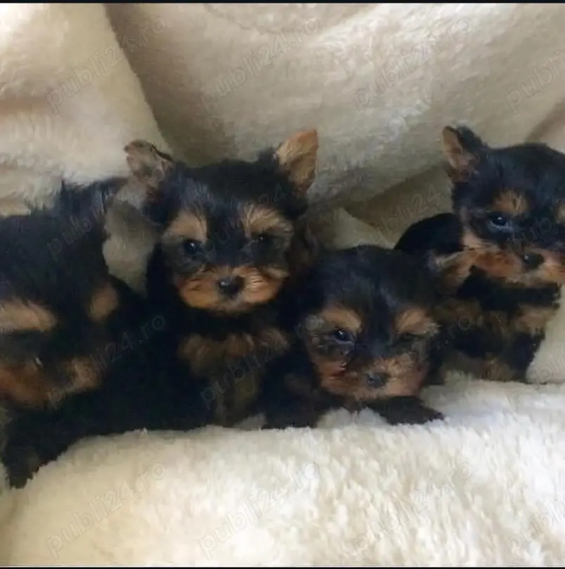 Pui drăguți de Yorkshire 