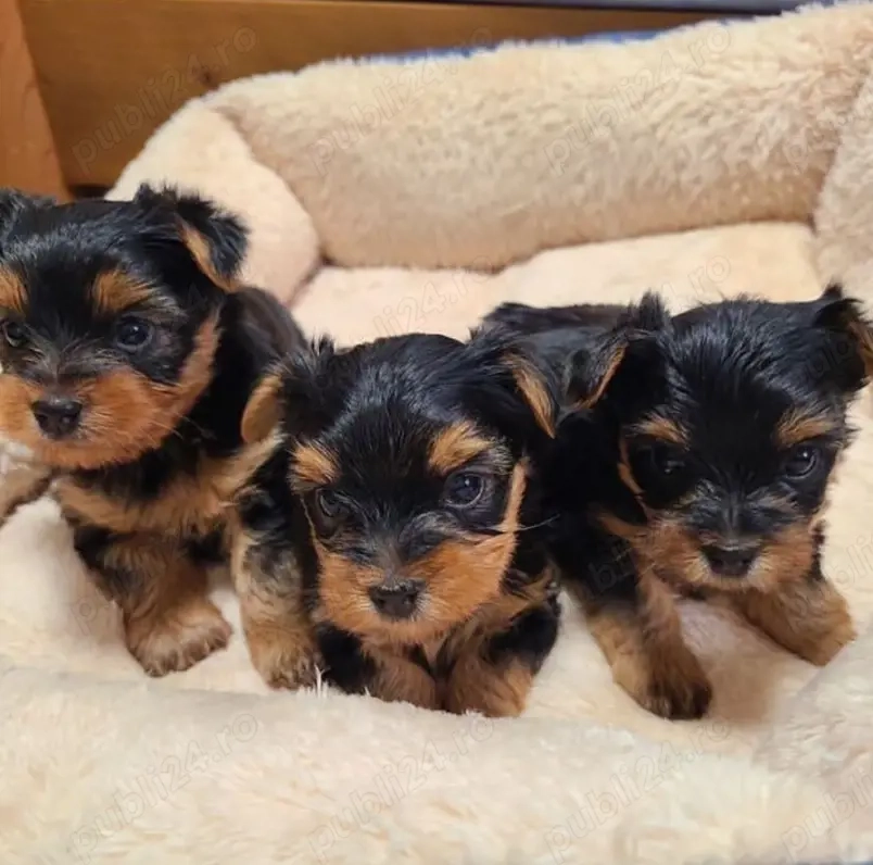 Puii Yorkshire gata pentru noi cămine