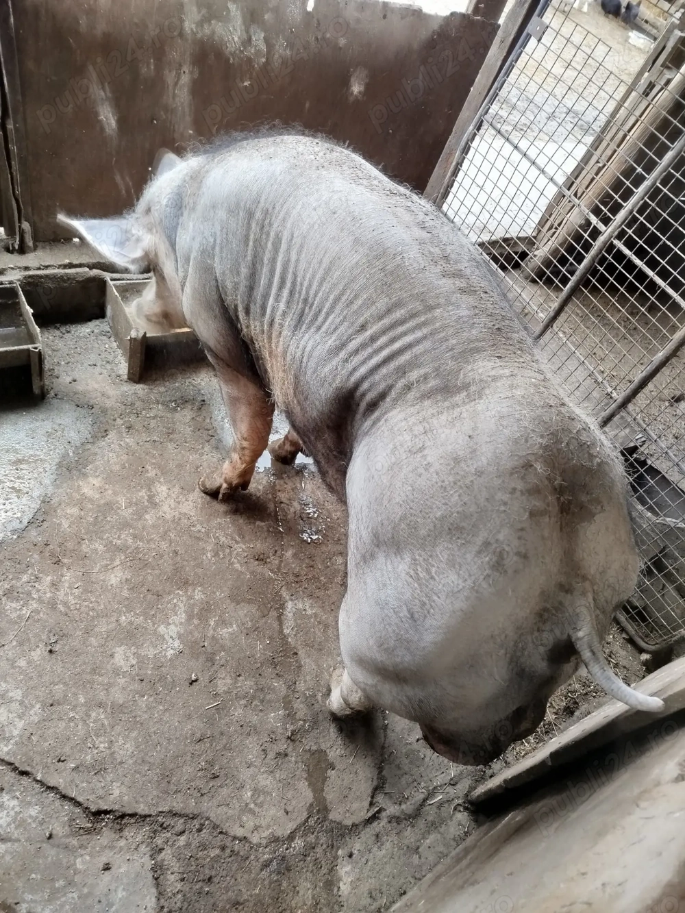 vind vier petrean belgian pur 