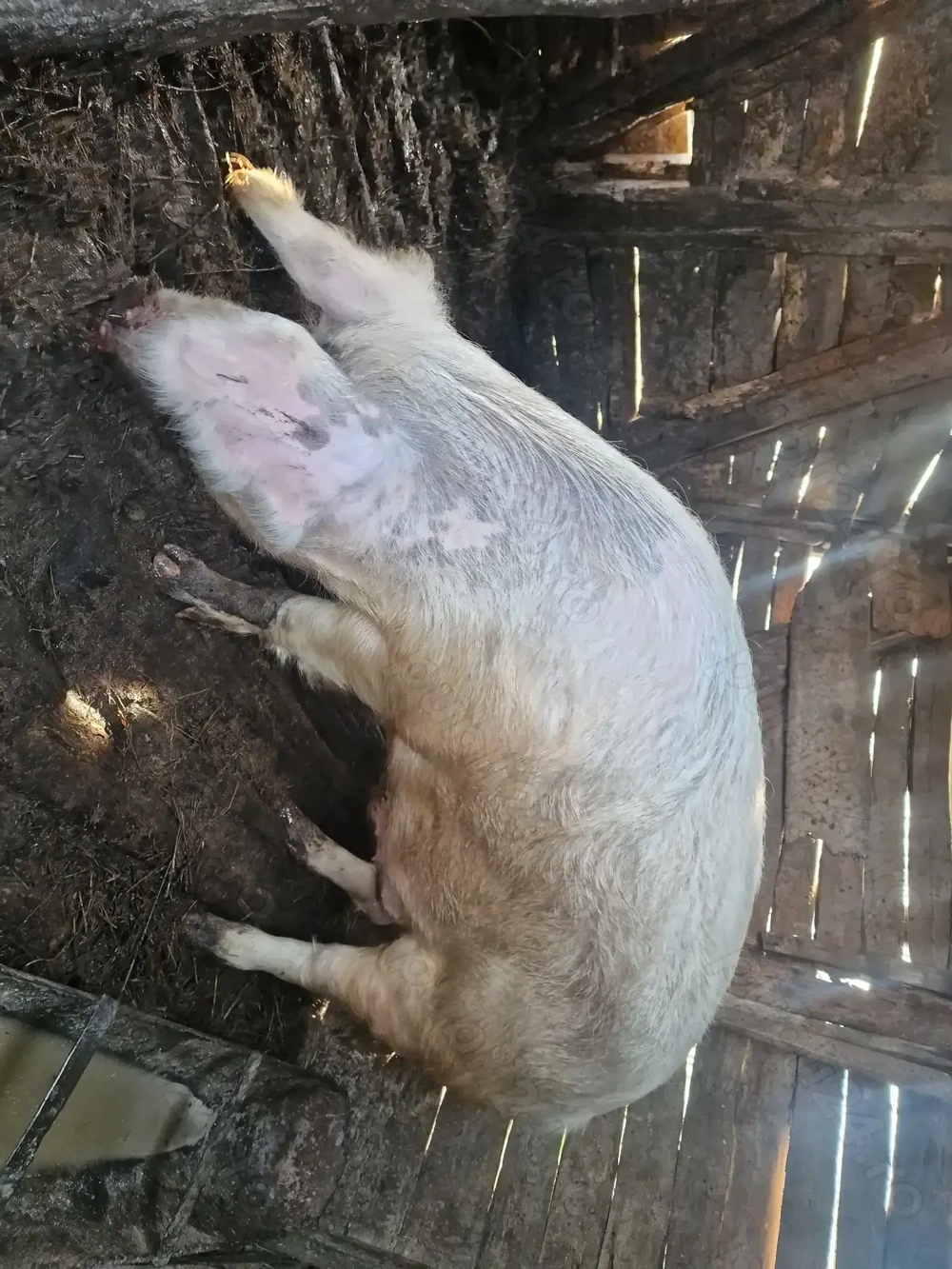 Porc de vanzare 