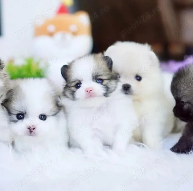 Pui de câine Pomeranian drăguți și iubitori disponibili