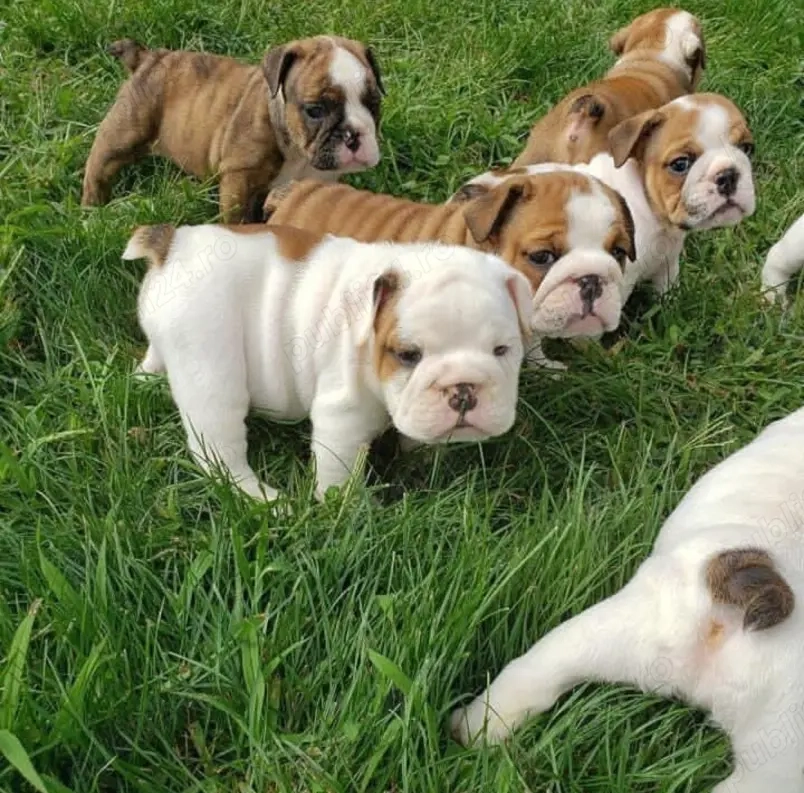 Pui frumoși de bulldog englez