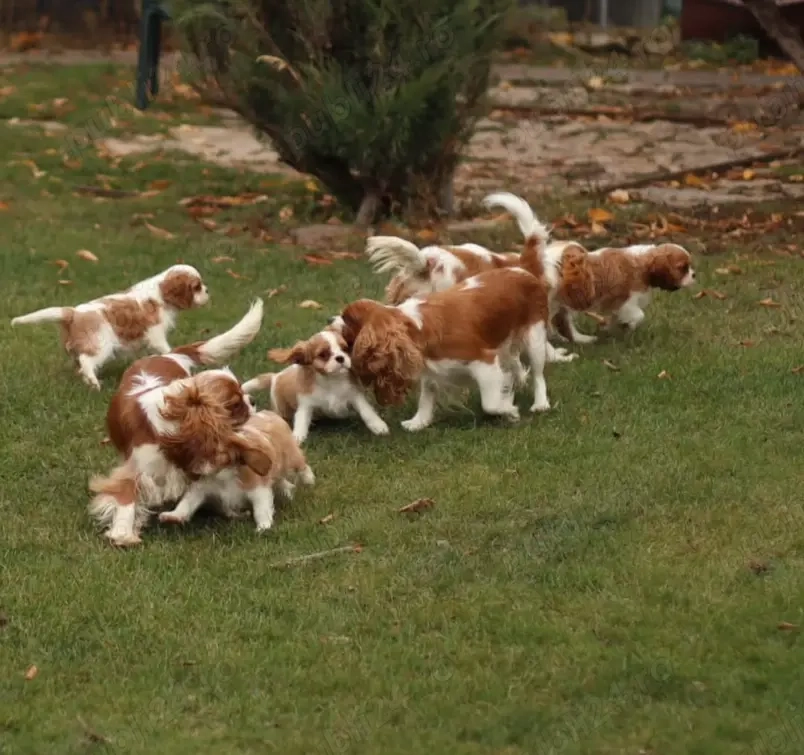 Cățeluși drăguți din rasa Cavalier King Charles de vânzare 