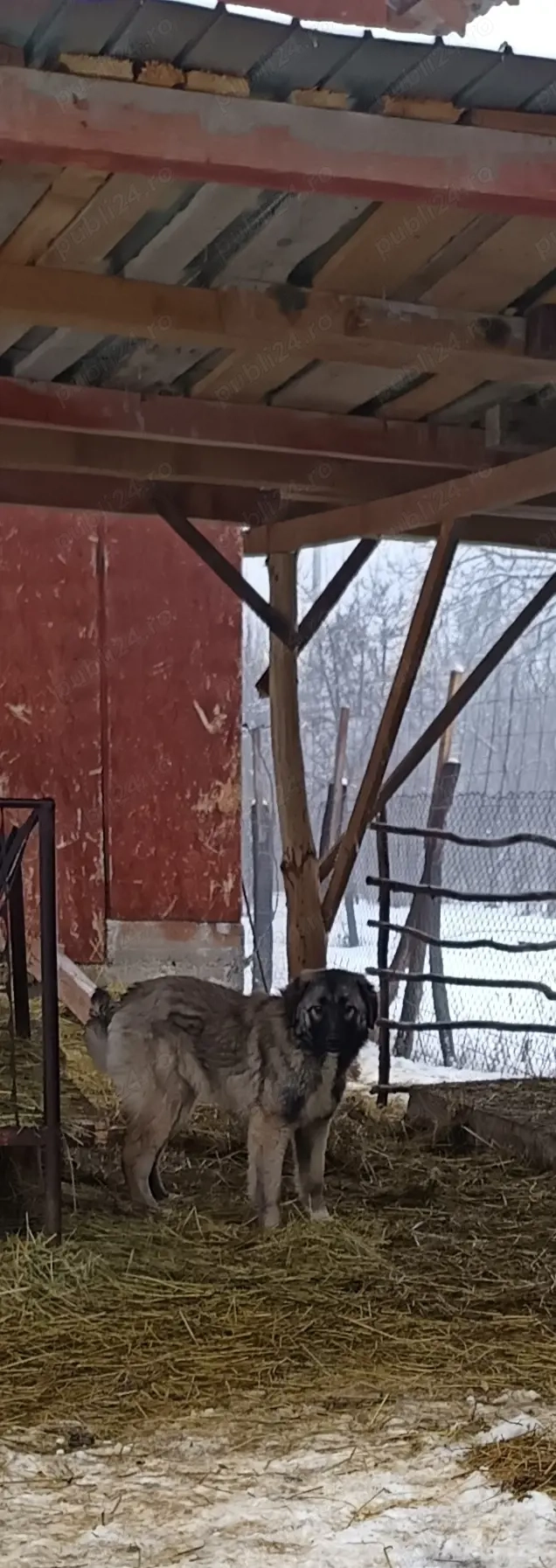 Vand catea Ciobanesc vârstă 7 luni deține carnet de sănătate,2 vaccinuri,preț 450 neg tel  