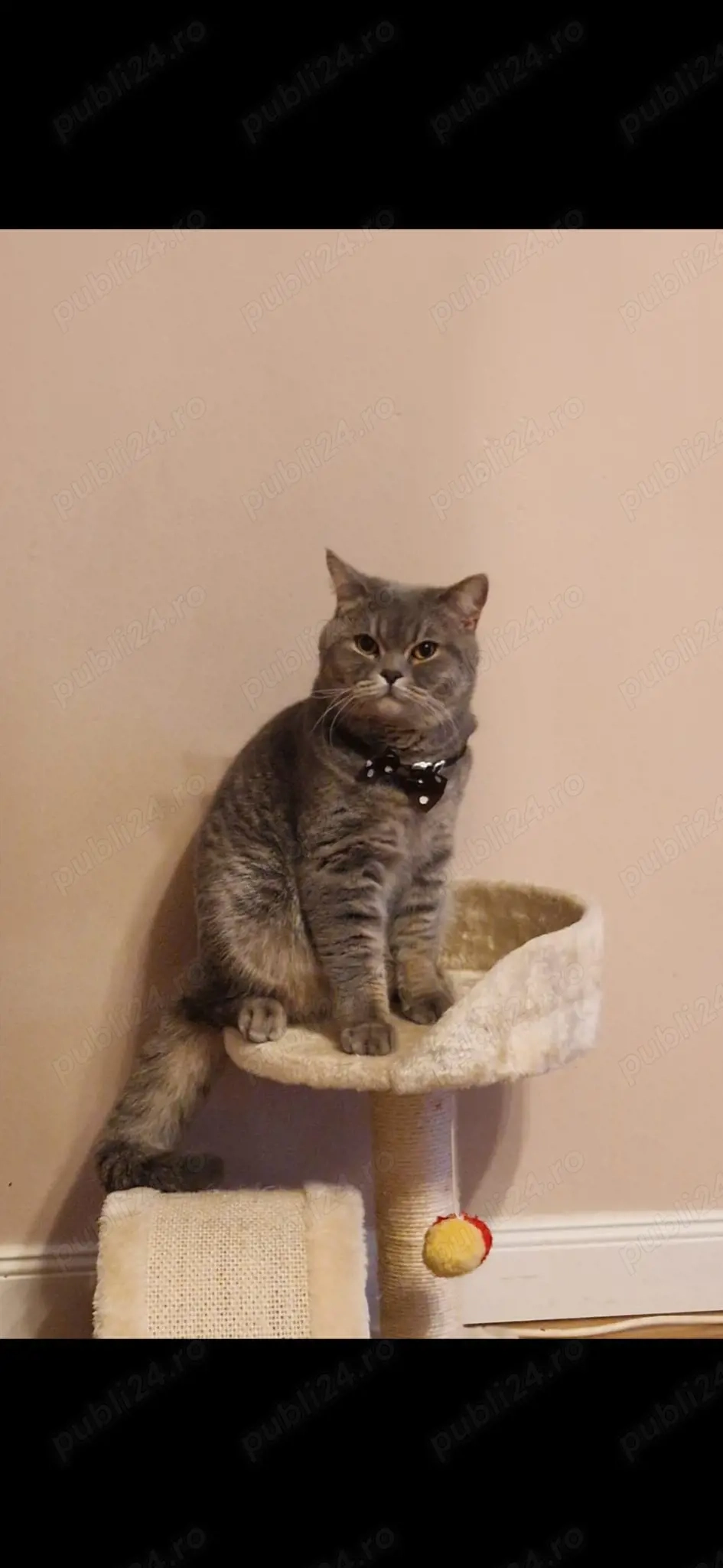 Motan british short hair