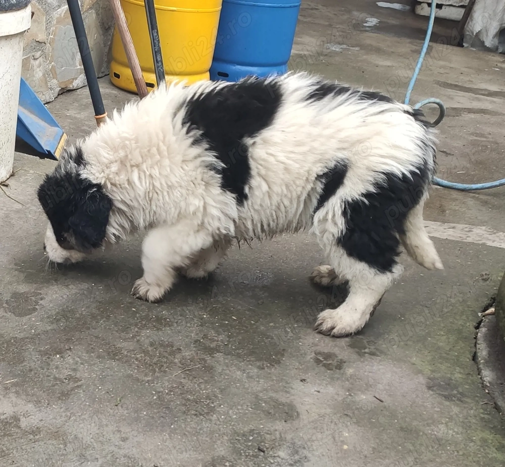 Vând cățelușa Ciobanesc de Bucovina