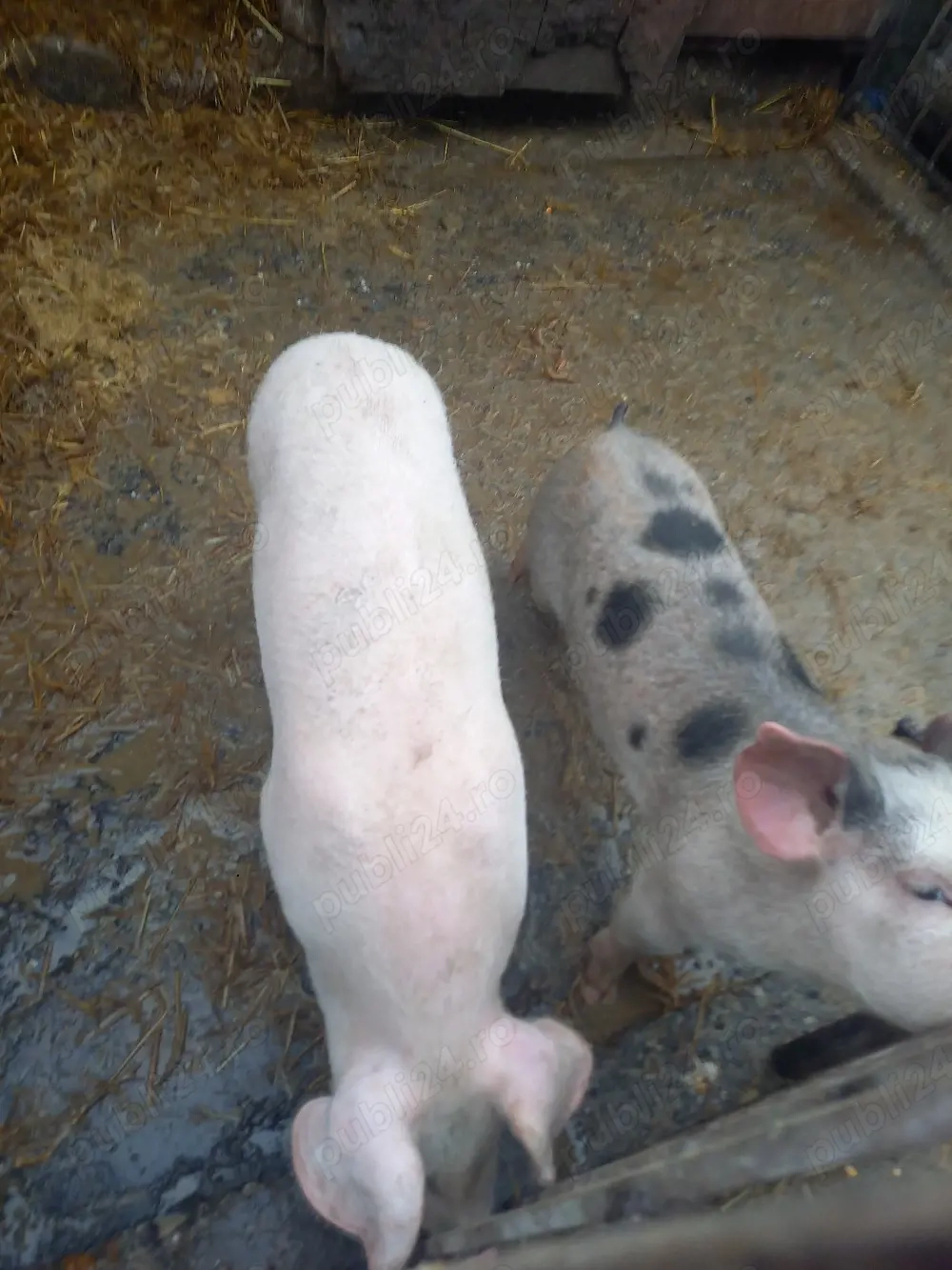 vand 2 purcei de 12 săptămâni 