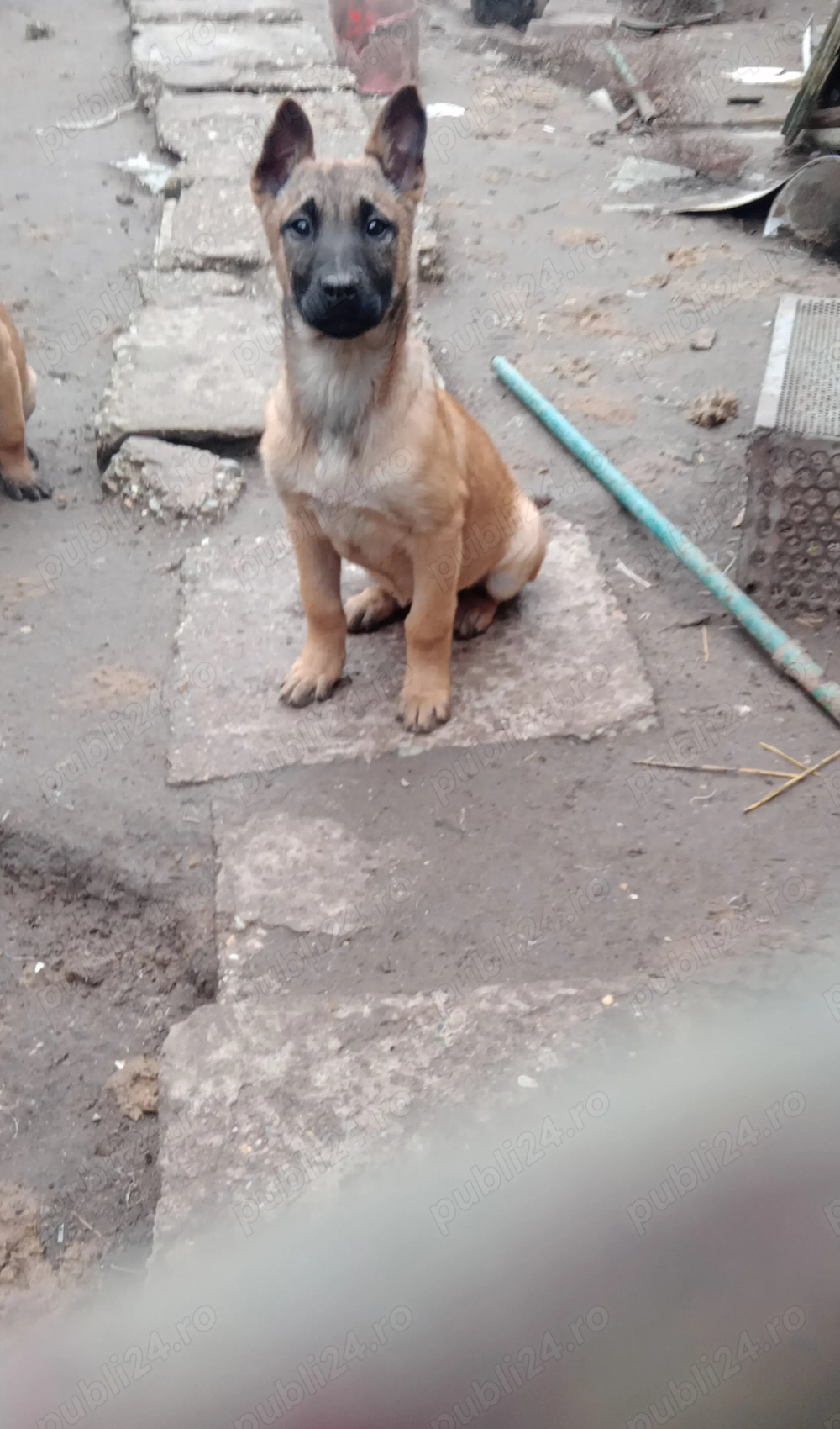 Belgian malinois