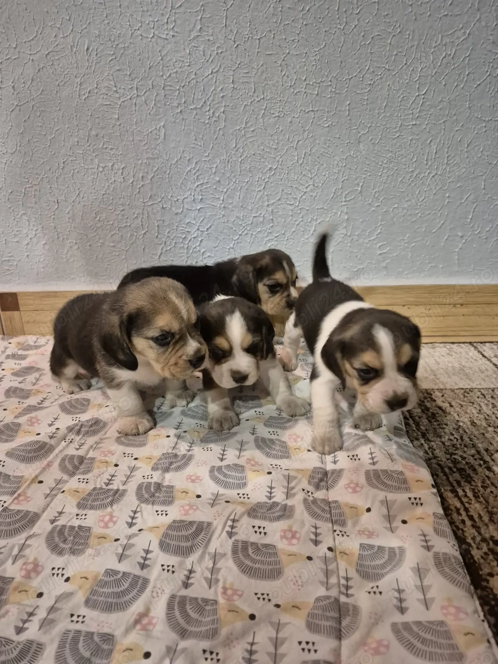 de vanzare Pui de Beagle