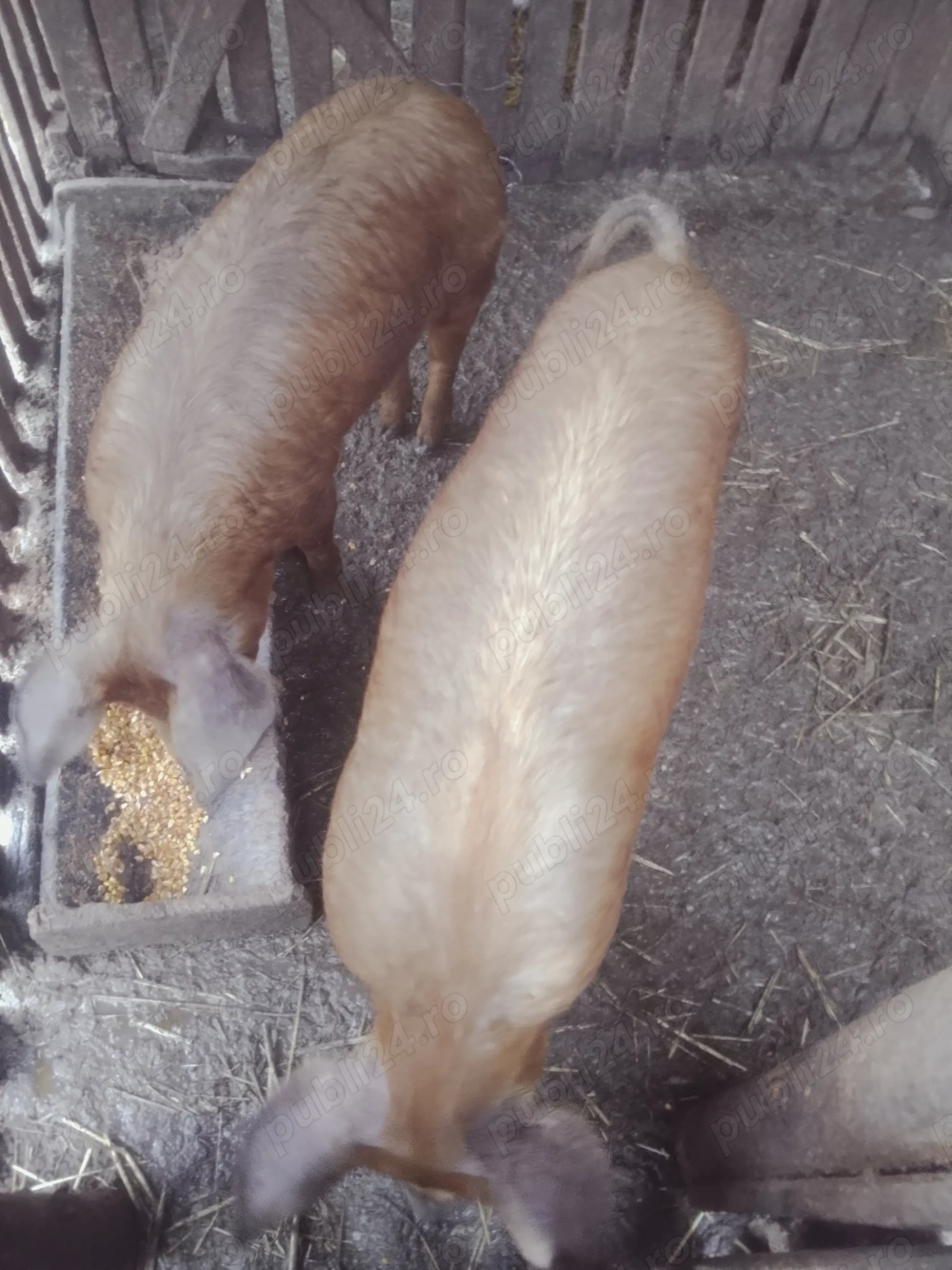 Vând doi vieri duroc