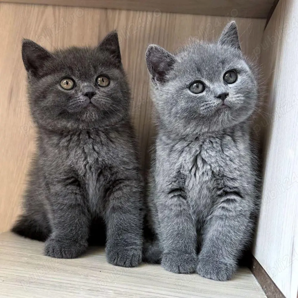 British shorthair pui superbi 