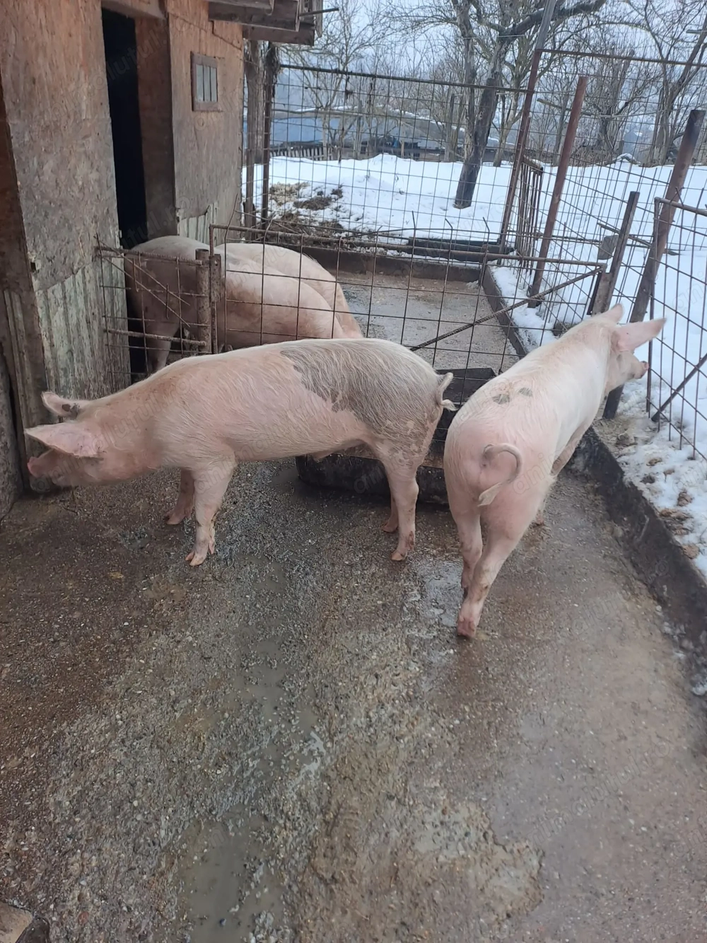 Porci de vanzare in Curtea de Arges