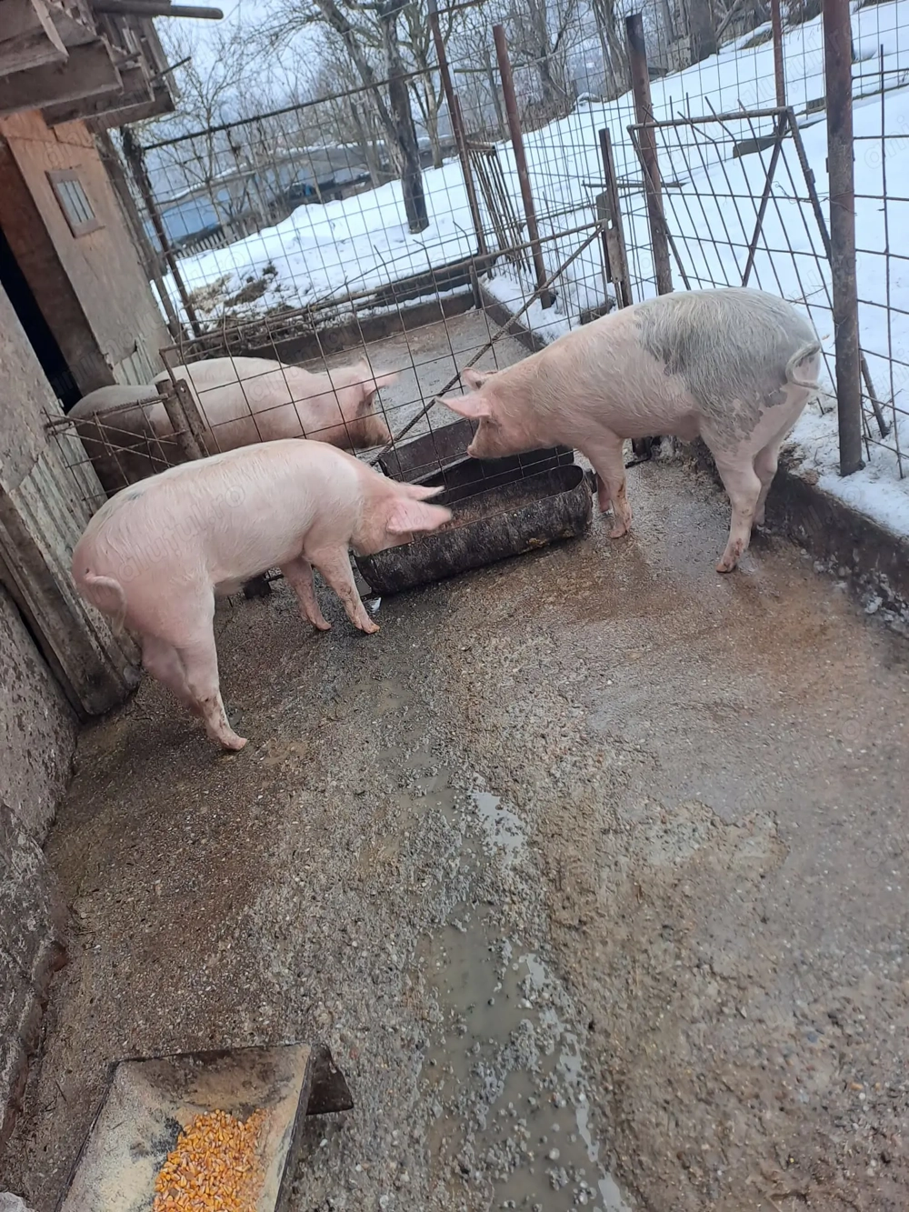 Porci de vanzare in Curtea de Arges