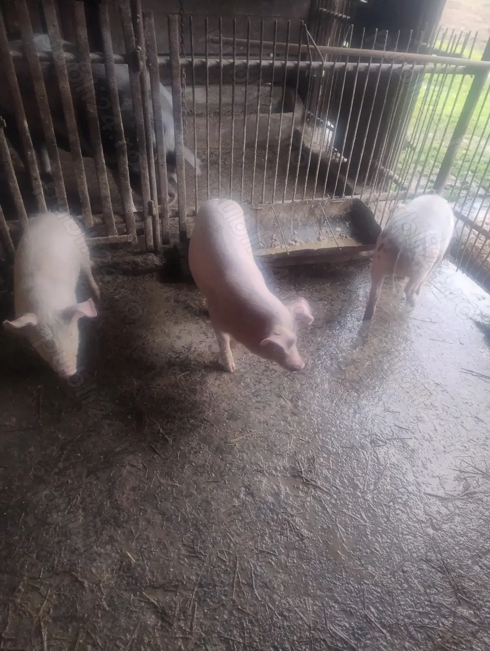 De vânzare 3 șoldani, informații la telefon  .