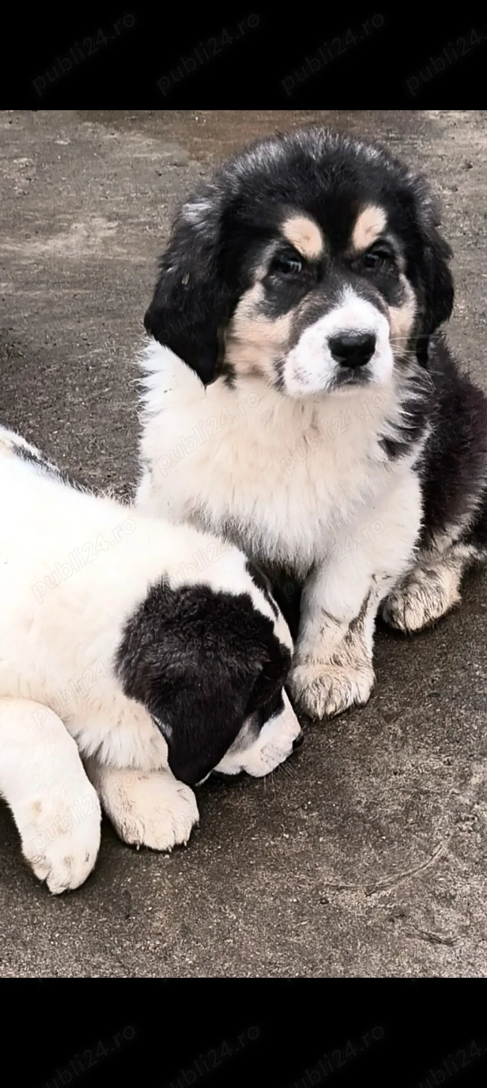 Căței asia centrală 