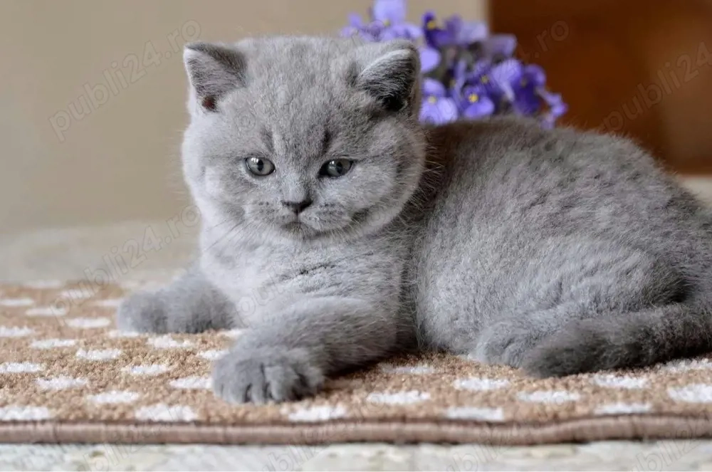 British Shorthair blue 