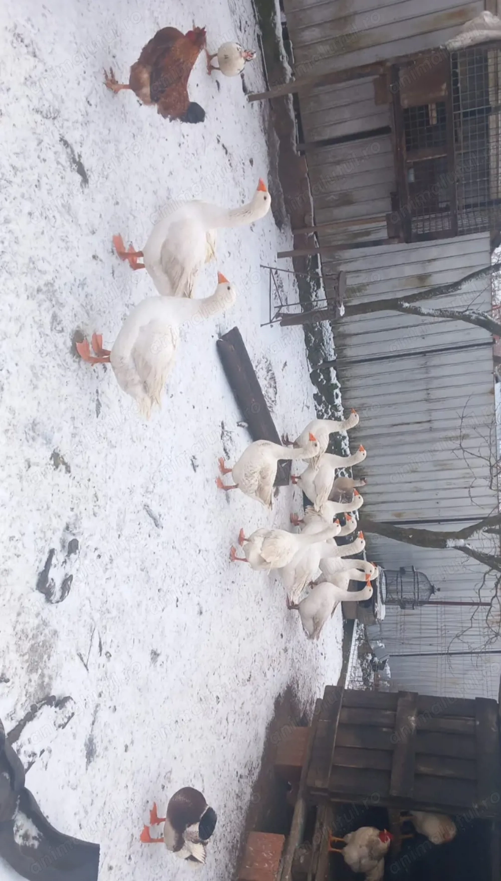 Gâște românești și rațe de vânzare!