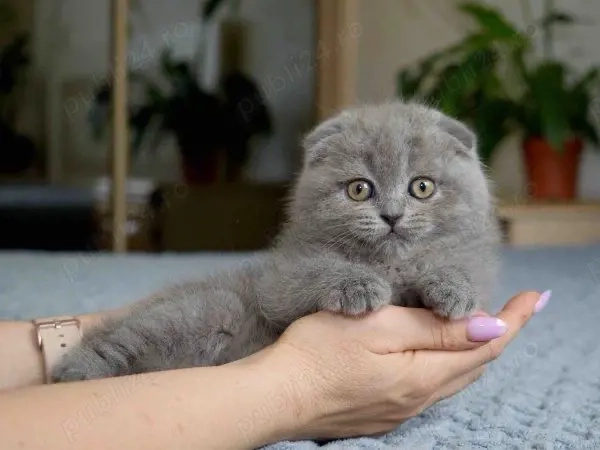 Scottish fold motănei si pisicuțe