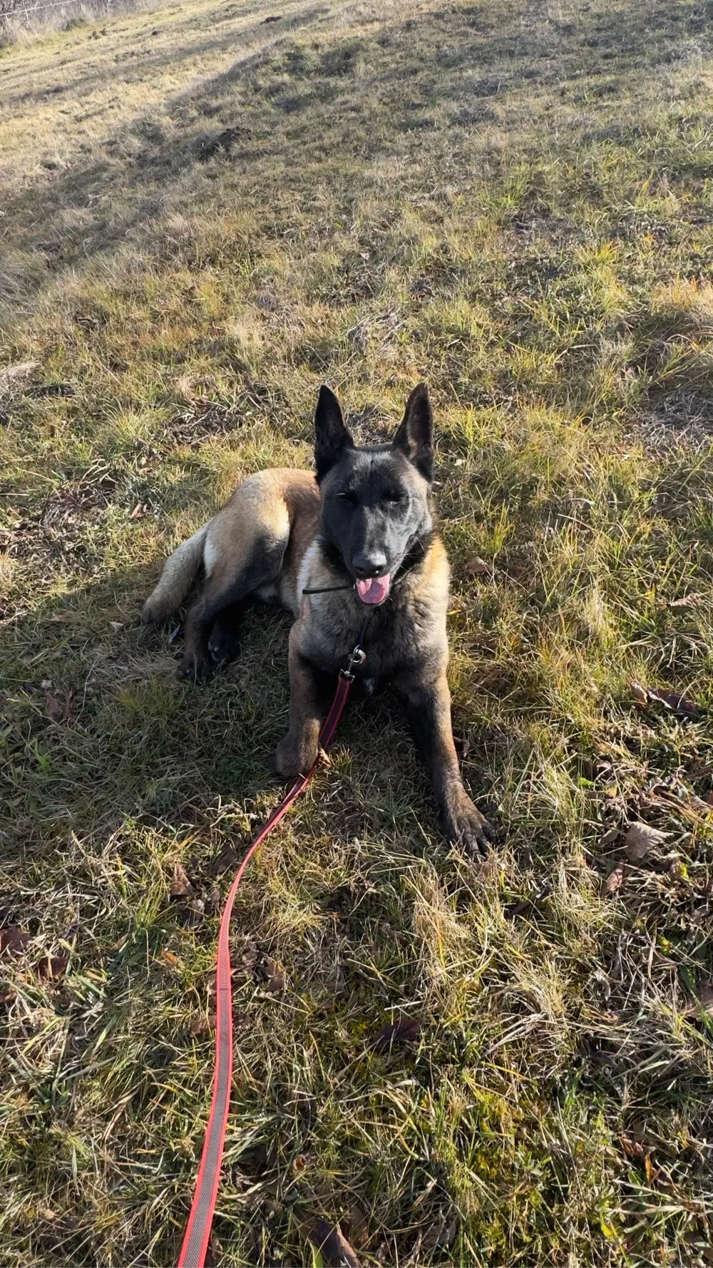 Vand Ciobanesc Belgian cu Pedigree