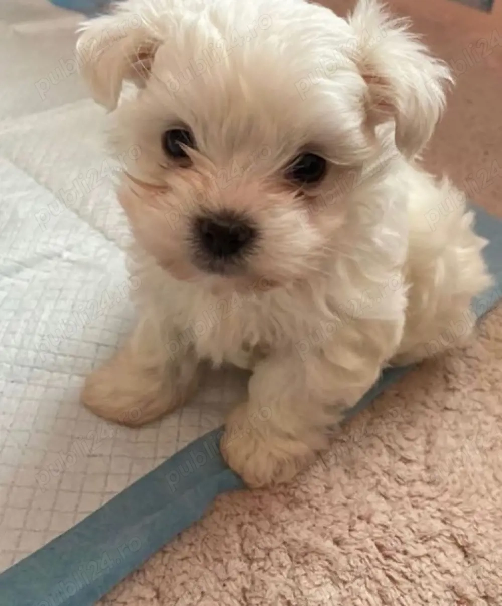 Vand bishonel miny toy 7 saptamani