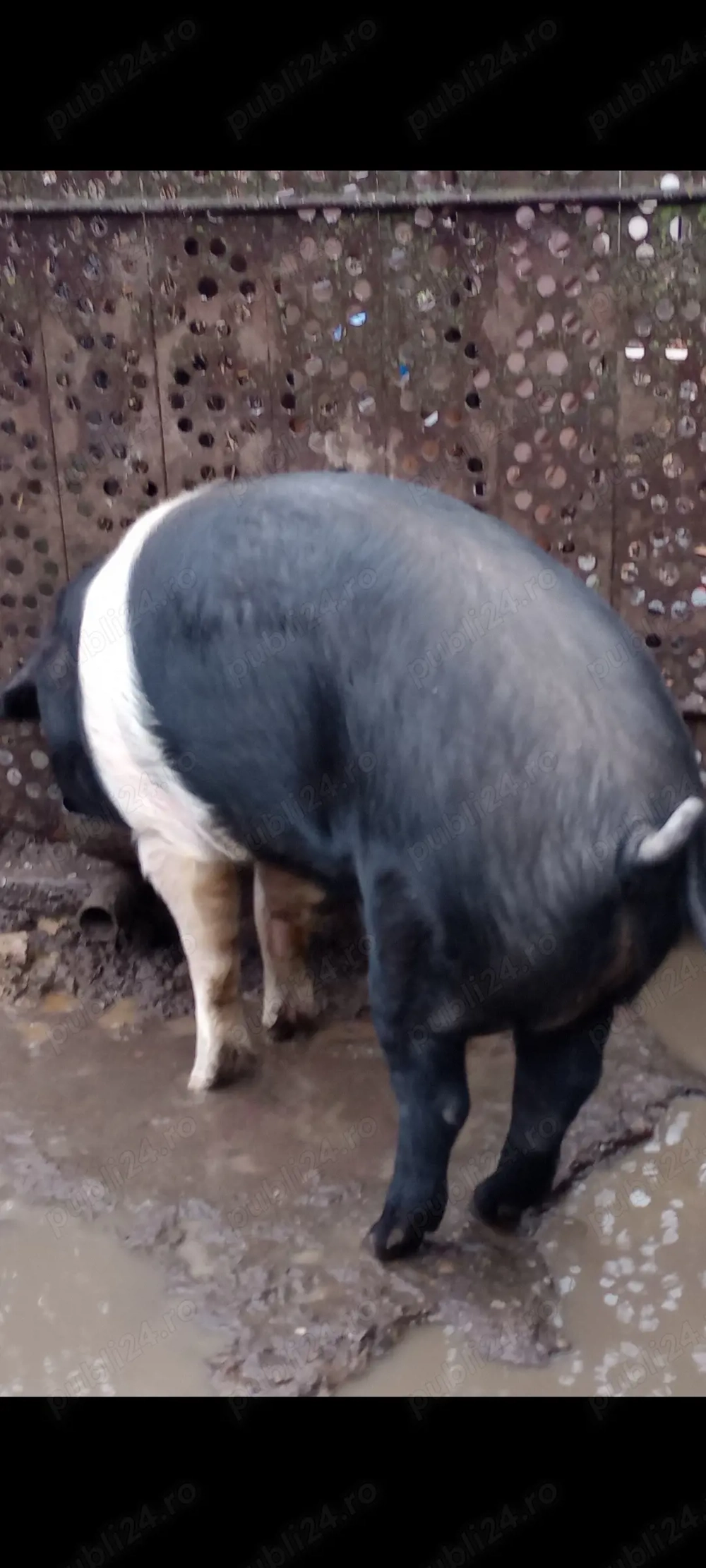 Vând porc aproximativ 120 kg