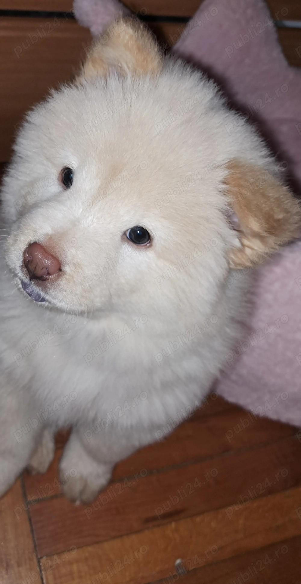 Chow chow de vanzare