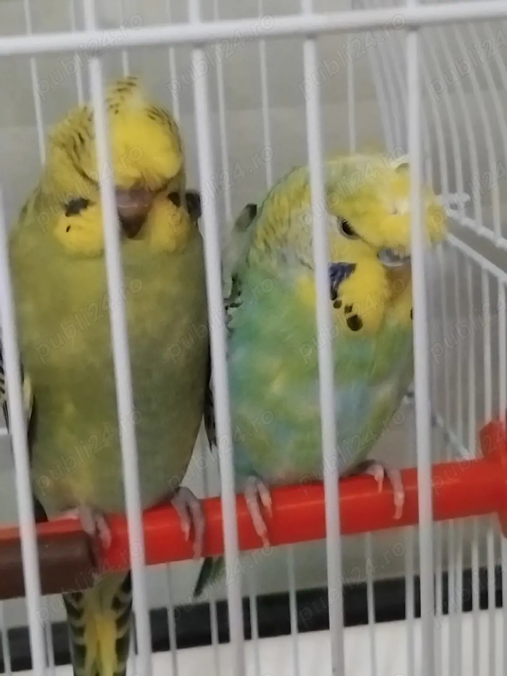  SCHIMB  perusi Hagoromo (elicopter)