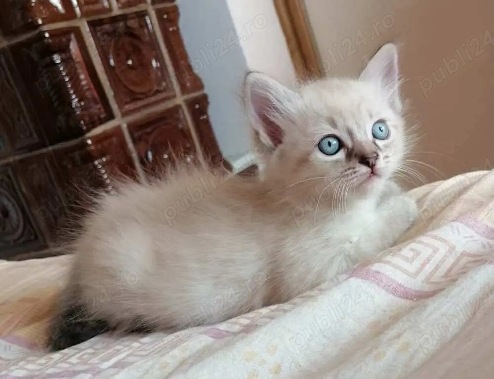 Puiut Ragdoll 