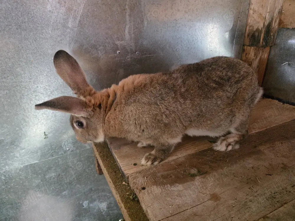 iepuroi urias german pentru monta